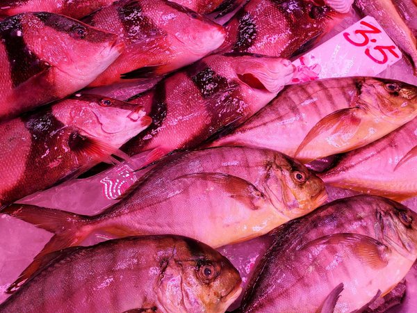 Miroki et miroka : l'avenir de la robotique pour l'aide aux personnes